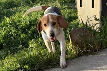 PEGGYMONELLA, Hund, Beagle-Bracke-Mix in Italien - Bild 3