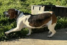 PEGGYMONELLA, Hund, Beagle-Bracke-Mix in Italien - Bild 4