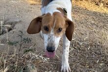 PEGGYMONELLA, Hund, Beagle-Bracke-Mix in Italien - Bild 5