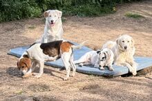 PEGGYMONELLA, Hund, Beagle-Bracke-Mix in Italien - Bild 6