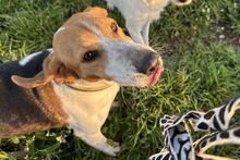 PEGGYMONELLA, Hund, Beagle-Bracke-Mix in Italien - Bild 7