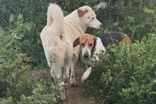PEGGYMONELLA, Hund, Beagle-Bracke-Mix in Italien - Bild 8