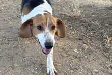 PEGGYMONELLA, Hund, Beagle-Bracke-Mix in Italien - Bild 9
