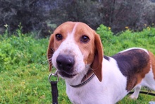 PEGGIE, Hund, Beagle-Mix in Italien - Bild 1