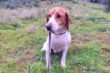 PEGGIE, Hund, Beagle-Mix in Italien - Bild 2