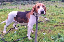 PEGGIE, Hund, Beagle-Mix in Italien - Bild 3