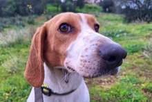 PEGGIE, Hund, Beagle-Mix in Italien - Bild 4