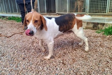 PEGGIE, Hund, Beagle-Mix in Italien - Bild 6