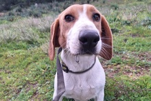 PEGGIE, Hund, Beagle-Mix in Italien - Bild 7