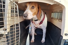 PEGGIE, Hund, Beagle-Mix in Italien - Bild 8