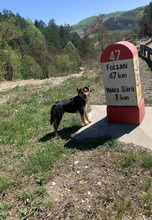 TIMBER, Hund, Mischlingshund in Rumänien - Bild 11