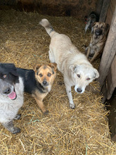 TIMBER, Hund, Mischlingshund in Rumänien - Bild 12