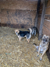 TIMBER, Hund, Mischlingshund in Rumänien - Bild 13