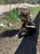 TIMBER, Hund, Mischlingshund in Rumänien - Bild 4