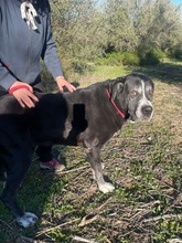 GOLIATH, Hund, Mastin Español-Mix in Spanien - Bild 12