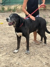 GOLIATH, Hund, Mastin Español-Mix in Spanien - Bild 16