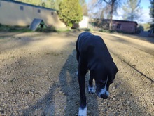 GOLIATH, Hund, Mastin Español-Mix in Spanien - Bild 17