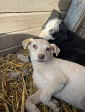 MAXIMILIAN, Hund, Mischlingshund in Rumänien - Bild 1