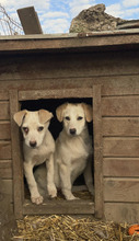 MAXIMILIAN, Hund, Mischlingshund in Rumänien - Bild 10