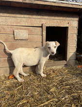 MAXIMILIAN, Hund, Mischlingshund in Rumänien - Bild 2