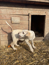 MAXIMILIAN, Hund, Mischlingshund in Rumänien - Bild 3