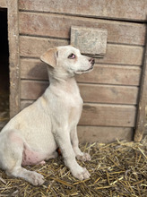 MAXIMILIAN, Hund, Mischlingshund in Rumänien - Bild 4