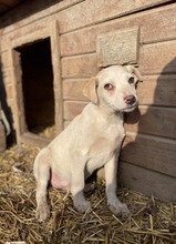 MAXIMILIAN, Hund, Mischlingshund in Rumänien - Bild 5