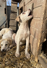 MAXIMILIAN, Hund, Mischlingshund in Rumänien - Bild 6