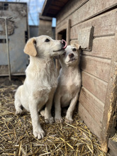 MAXIMILIAN, Hund, Mischlingshund in Rumänien - Bild 7