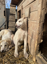 MAXIMILIAN, Hund, Mischlingshund in Rumänien - Bild 9