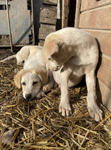 ATTIKO, Hund, Mischlingshund in Rumänien - Bild 10