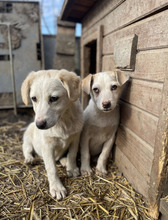 ATTIKO, Hund, Mischlingshund in Rumänien - Bild 12