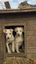 ATTIKO, Hund, Mischlingshund in Rumänien - Bild 3