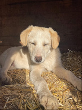 ATTIKO, Hund, Mischlingshund in Rumänien - Bild 4