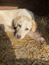 ATTIKO, Hund, Mischlingshund in Rumänien - Bild 5