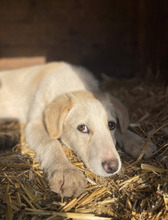 ATTIKO, Hund, Mischlingshund in Rumänien - Bild 6