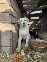 ATTIKO, Hund, Mischlingshund in Rumänien - Bild 7