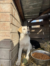 ATTIKO, Hund, Mischlingshund in Rumänien - Bild 8