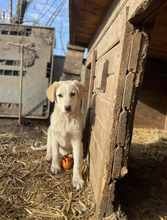 ATTIKO, Hund, Mischlingshund in Rumänien - Bild 9