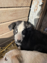 NAOMI, Hund, Mischlingshund in Rumänien - Bild 1