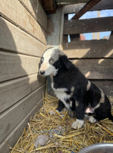 NAOMI, Hund, Mischlingshund in Rumänien - Bild 3