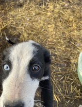 NAOMI, Hund, Mischlingshund in Rumänien - Bild 4