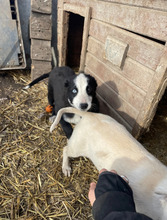 NAOMI, Hund, Mischlingshund in Rumänien - Bild 7