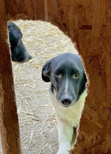 SCOTTY, Hund, Mischlingshund in Rumänien - Bild 1