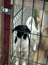 SCOTTY, Hund, Mischlingshund in Rumänien - Bild 4