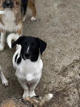 SCOTTY, Hund, Mischlingshund in Rumänien - Bild 5