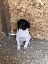 SCOTTY, Hund, Mischlingshund in Rumänien - Bild 6