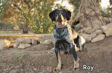 ROY, Hund, Mischlingshund in Donzdorf - Bild 2