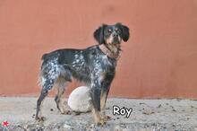 ROY, Hund, Mischlingshund in Donzdorf - Bild 3