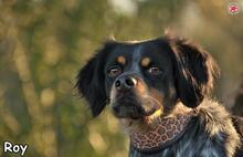 ROY, Hund, Mischlingshund in Donzdorf - Bild 5